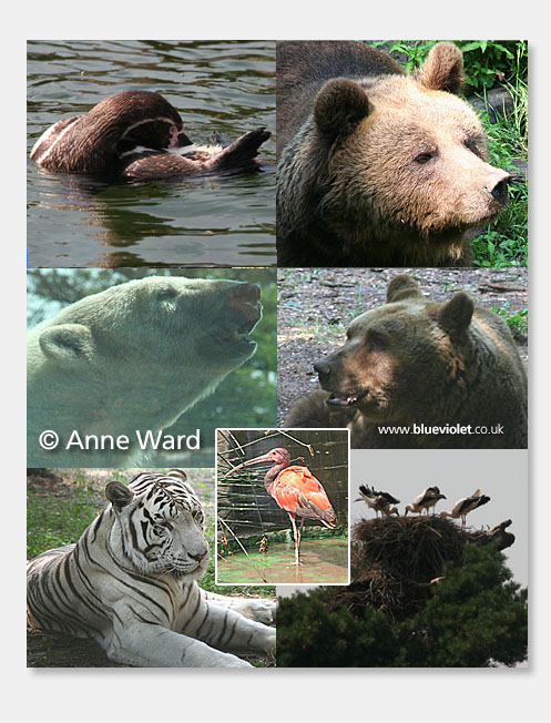 Anne Ward Berenbos and Rhenen Zoo images