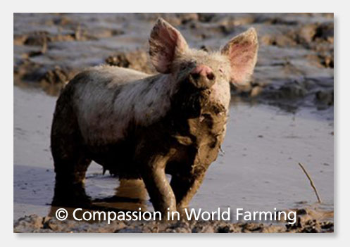 Compassion in World Farming pig image