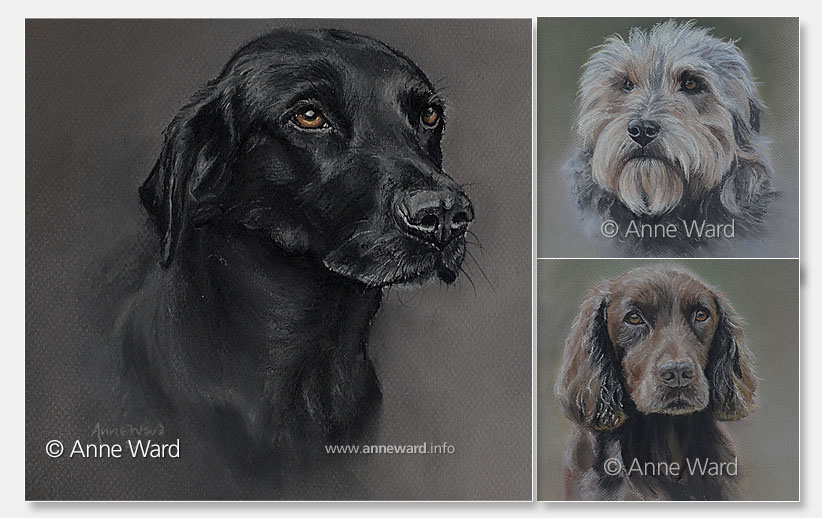 Anne Ward artist commissioned dog portraits